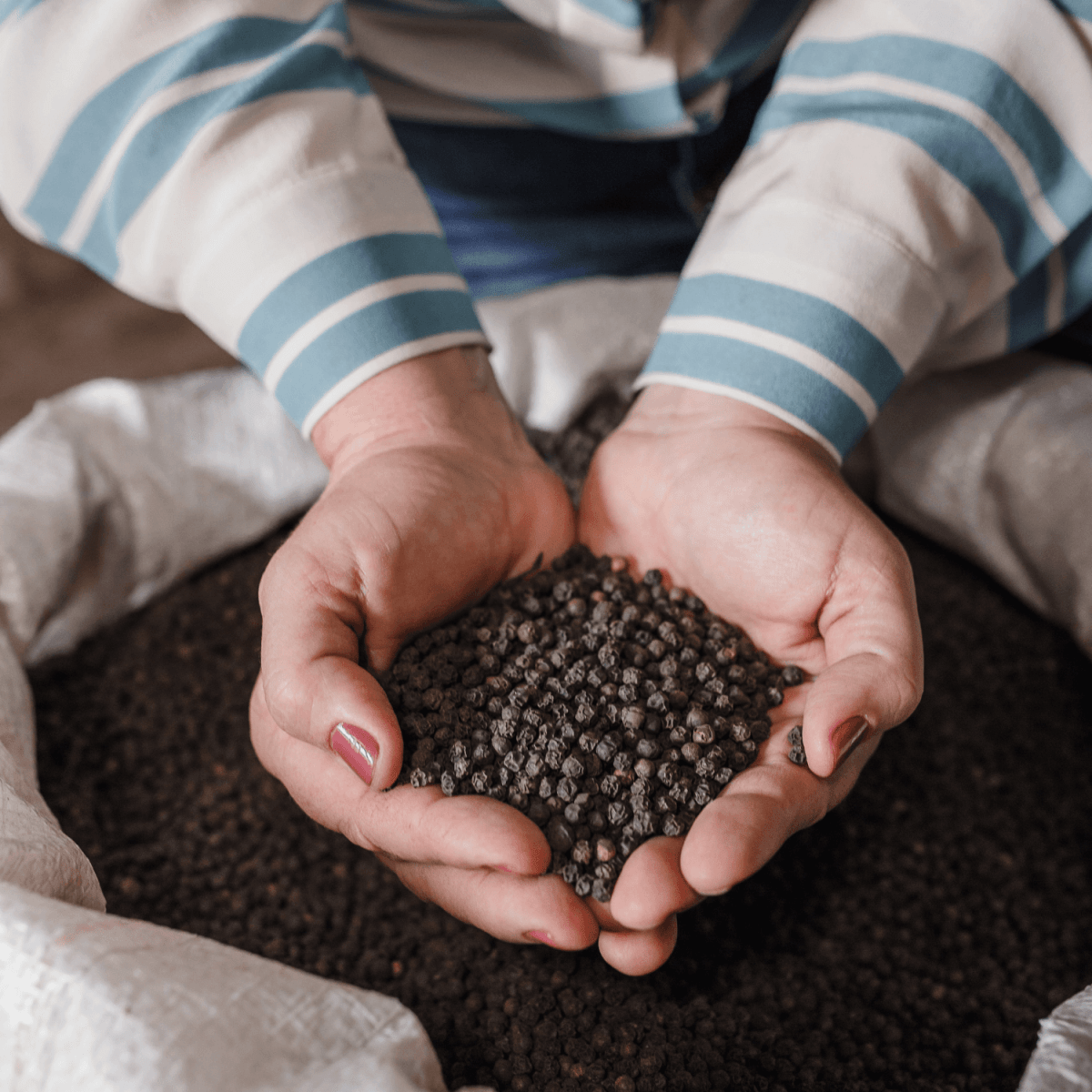 Poivre noir entier - Savcorp - Herbes et Épices