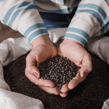 Poivre noir entier - Savcorp - Herbes et Épices